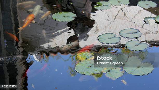 Lily E Pesce - Fotografie stock e altre immagini di Acqua - Acqua, Acquario - Prodotti per animali domestici, Acquarium