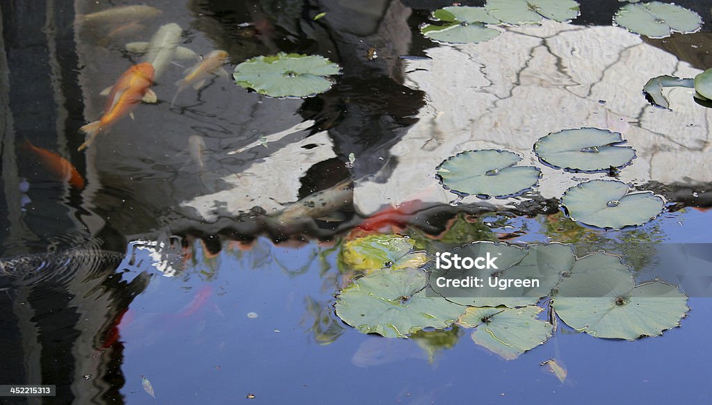 lily и рыба - Стоковые фото Аквариум роялти-фри