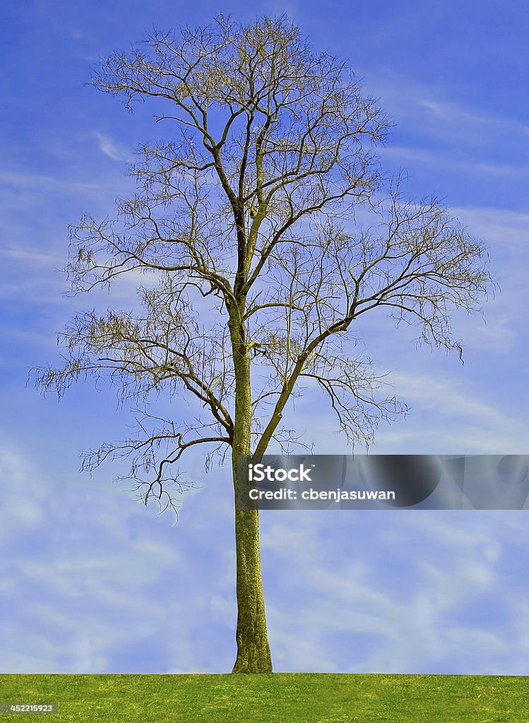 1 つの木に青い空の背景 - 丘のロイヤリティフリーストックフォト