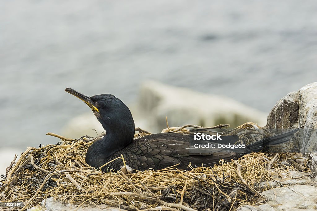 Nesting Cormorant - Zbiór zdjęć royalty-free (Anglia)