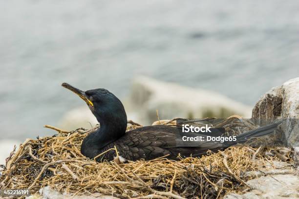 Nesting Cormorant - zdjęcia stockowe i więcej obrazów Anglia - Anglia, Czarny kolor, Czyścić pióra