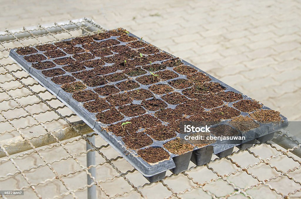 Seedlings verduras en bandeja de plástico - Foto de stock de Achicoria roja libre de derechos