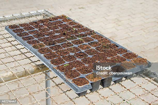 Seedlings Verduras En Bandeja De Plástico Foto de stock y más banco de imágenes de Achicoria roja - Achicoria roja, Agricultura, Botánica