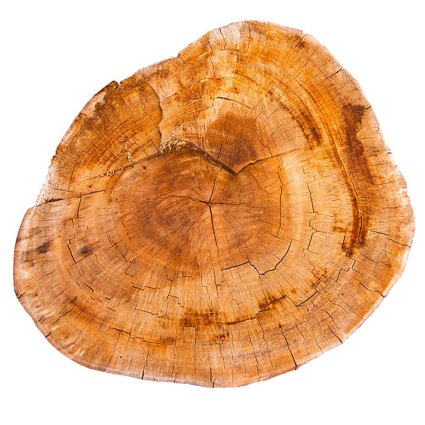 istock Top view of a tree stump isolated on white background 452216485