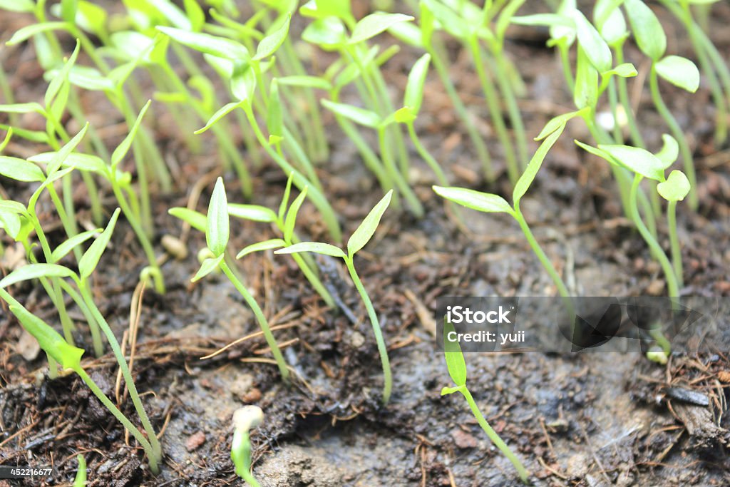 プラントスプラウトの土壌、新しいコンセプト - オーガニックのロイヤリティフリーストックフォト