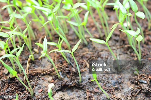 Plantas Crescem No Solo Novo Conceito De Vida - Fotografias de stock e mais imagens de Agricultura - Agricultura, Ao Ar Livre, Botão - Estágio de flora