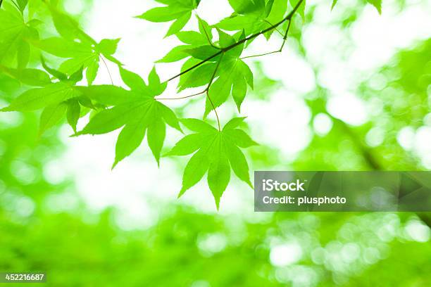 新鮮な緑の葉の森林の輝き - まぶしいのストックフォトや画像を多数ご用意 - まぶしい, エイ, オーガニック