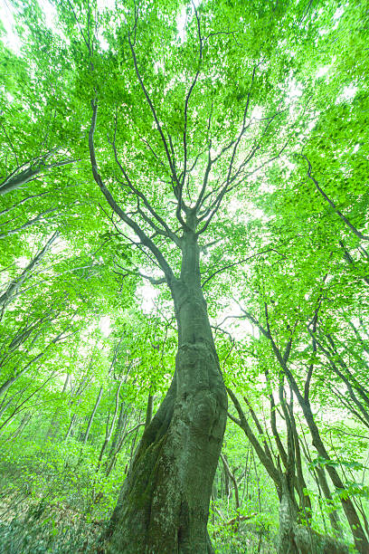 istock Beautiful green forest in early summer. 452217569
