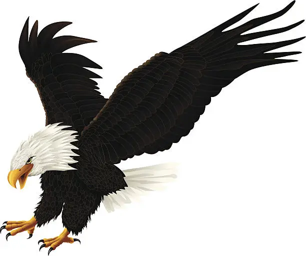 Vector illustration of Eagle drawing on white background