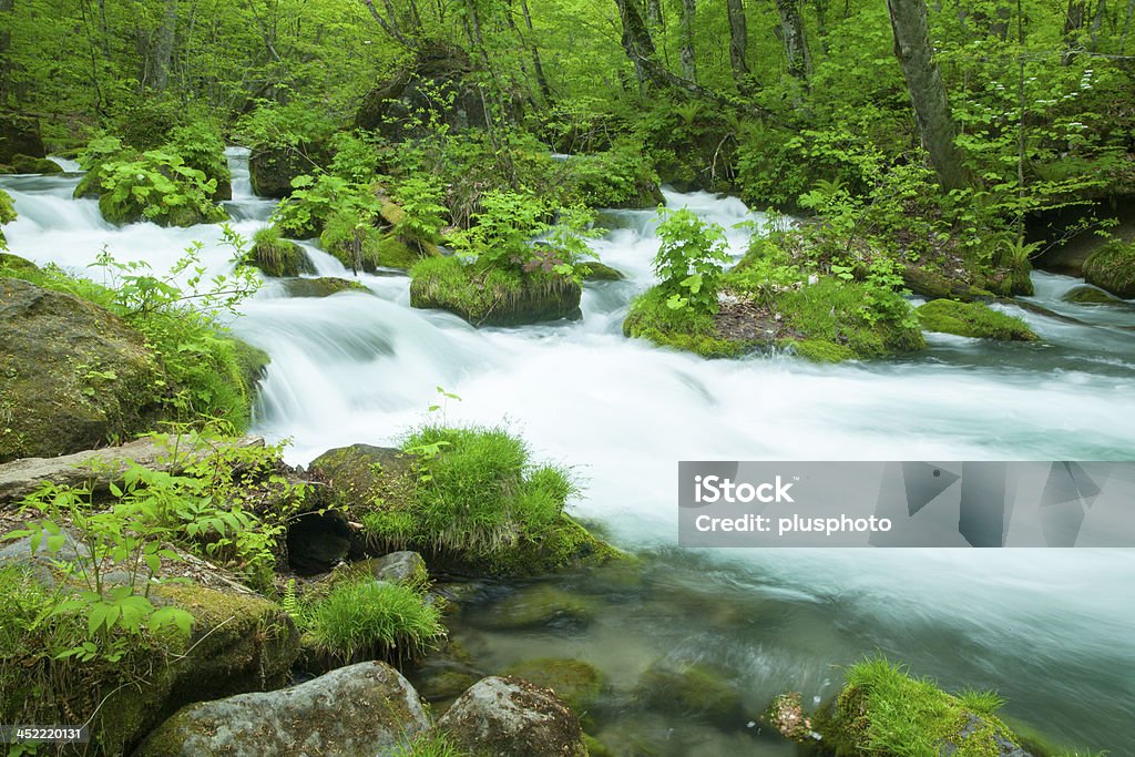 Stream im grünen Wald - Lizenzfrei Bach Stock-Foto