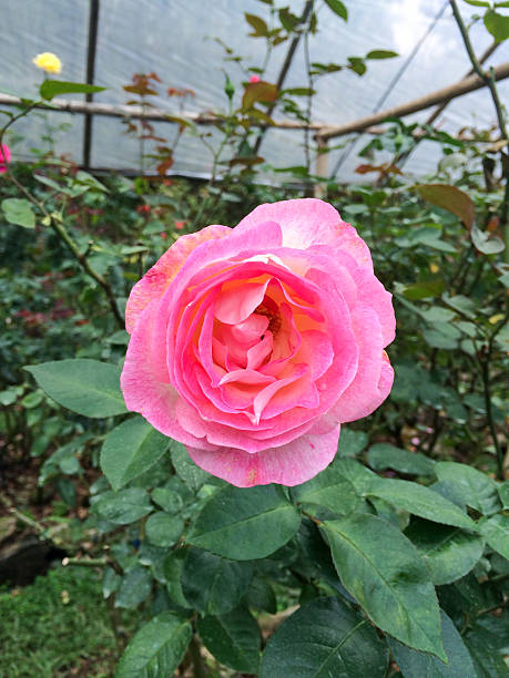 istock Colorful pink rose 452221559