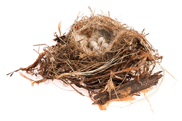 istock Detail of bird eggs in nest 452221949