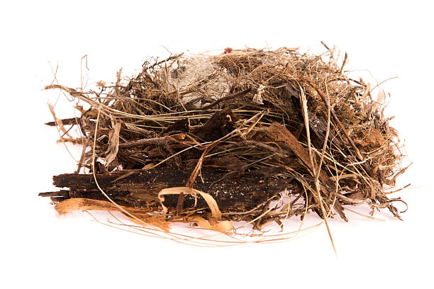 istock Detail of bird eggs in nest 452221971