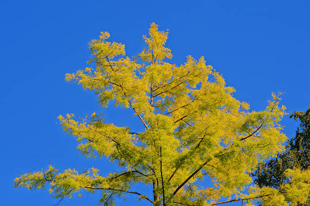 green tree stock photo