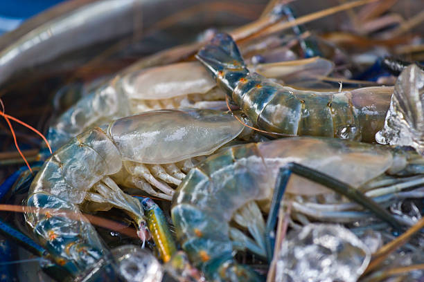istock Fresh shrimp in  market 452222829
