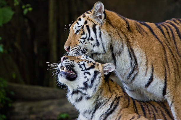 istock Portrait of Amur Tigers 452222867