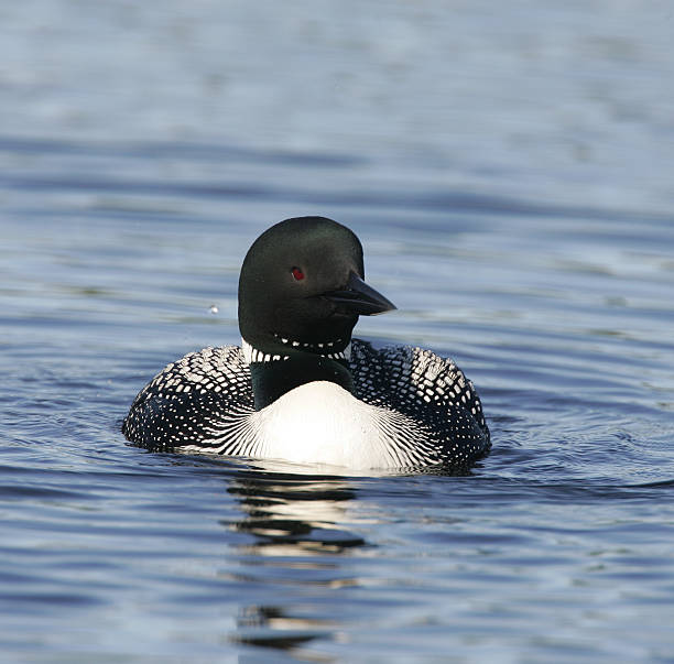 istock Beautiful North American Common Loon 452223573