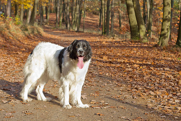 Landseer purebred dog Landseer dog (giant breed) standing in an autumn forest newfoundland dog stock pictures, royalty-free photos & images