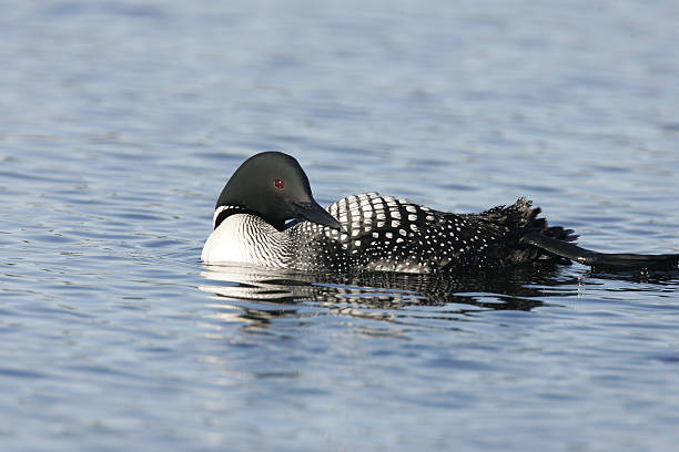 istock Beautiful North American Common Loon 452226951