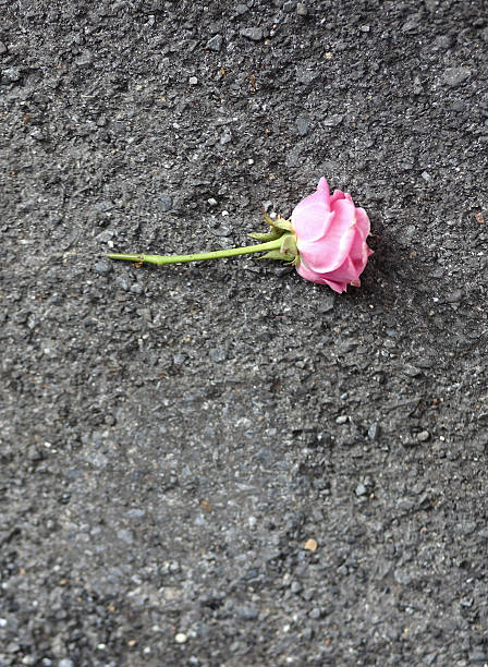 istock Pink roses on the floor 452226995