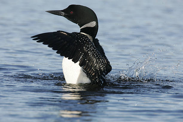 istock Beautiful North American Common Loon 452228975