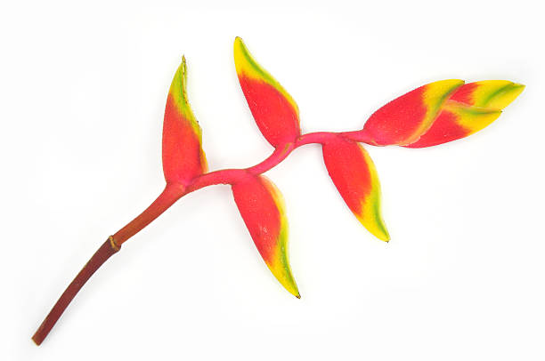 istock Tropical heliconia flower 452229163