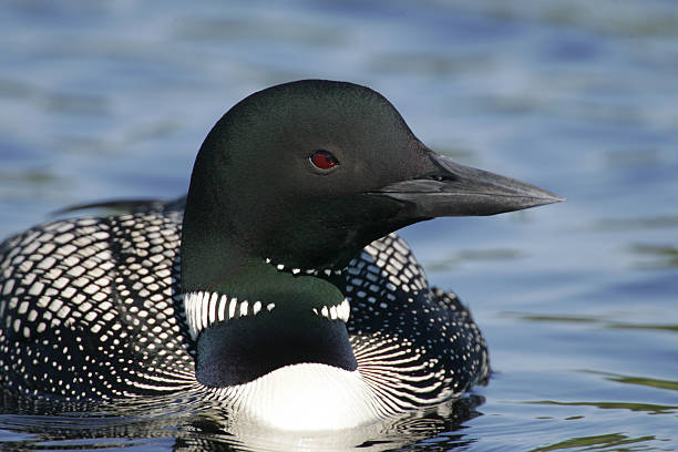 istock Beautiful North American Common Loon 452230683