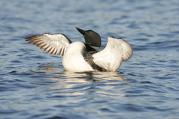 istock Beautiful North American Common Loon 452230689