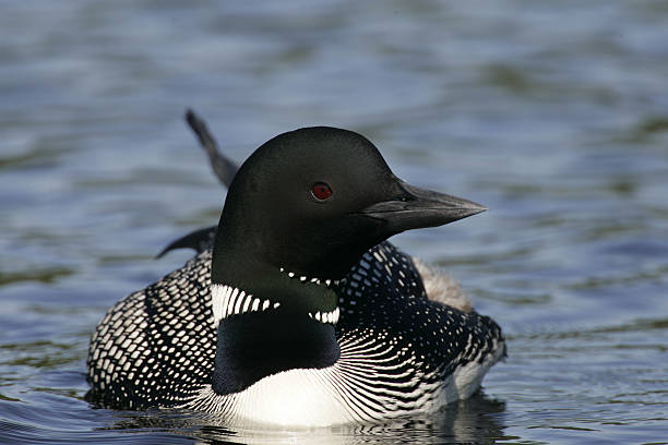 istock Beautiful North American Common Loon 452230725