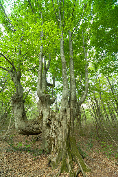 istock Beautiful green forest in early summer. 452231569