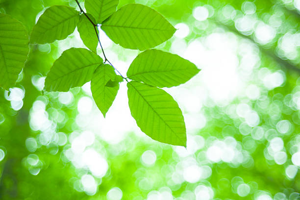 istock fresh new green leaves glowing in forest 452231607