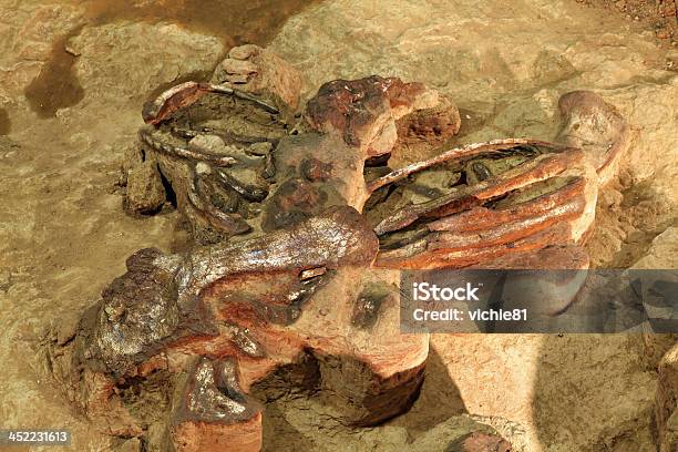 Динозавр Скелет — стоковые фотографии и другие картинки Альберта - Альберта, Бетон, Вымерший