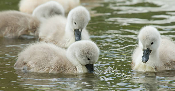 istock Cygnets are swimming in the water 452232909