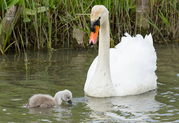 istock Cygnet is swimming in the water 452232937