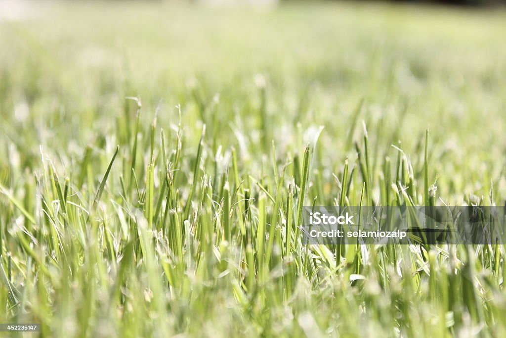 трава - Стоковые фото Без людей роялти-фри
