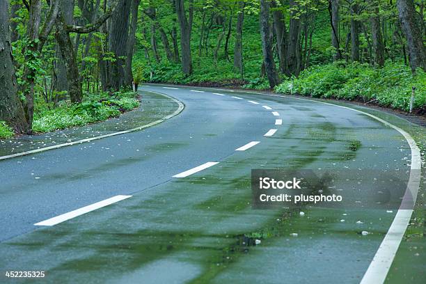 Wet Road In Einem Grünen Wald Stockfoto und mehr Bilder von Asphalt - Asphalt, Auto, Baum