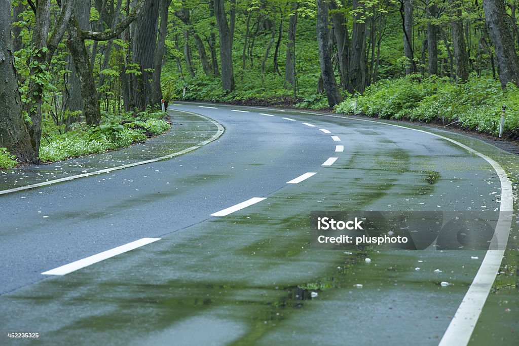 Wet road em uma floresta verde - Foto de stock de Bosque - Floresta royalty-free