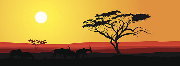 illustrations, cliparts, dessins animés et icônes de savane africaine illustration en arrière-plan au coucher du soleil - savane africaine