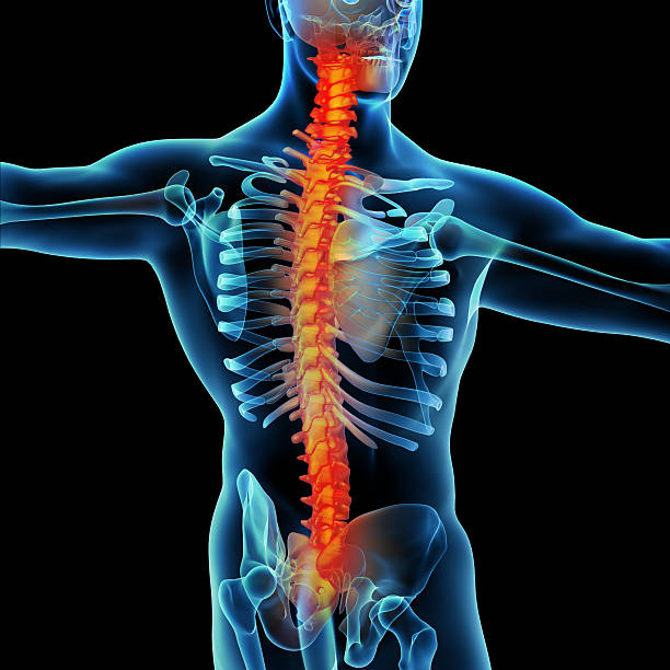 istock Skeleton of the man 452236407