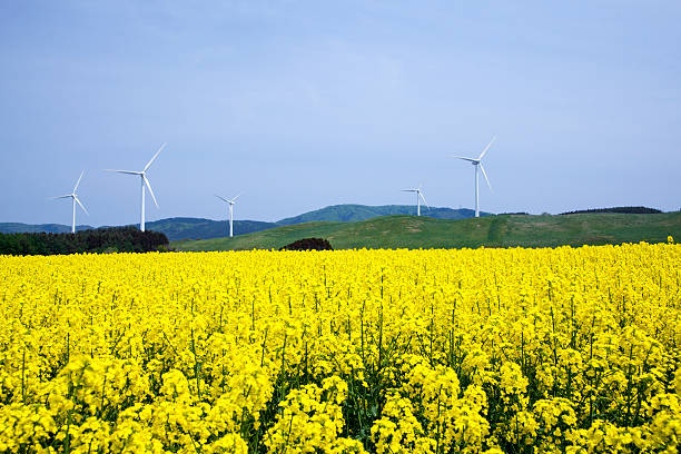 istock Yellow landscape with turbines 452238999