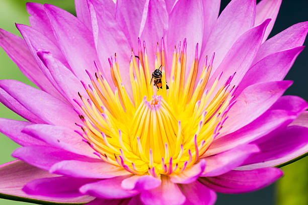 istock bee in purple water lily or lotus 452241351