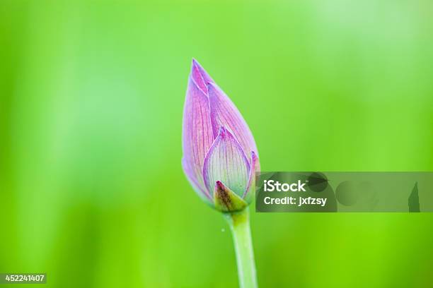 Foto de Flor De Lótus Bud e mais fotos de stock de Beleza natural - Natureza - Beleza natural - Natureza, Botânica - Assunto, Botão - Estágio de flora