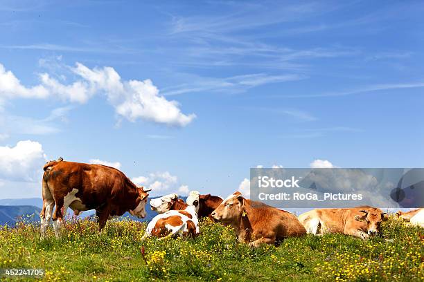 Herde Der Bulls Auf Einer Wiese Stockfoto und mehr Bilder von Simmentaler Kuh - Simmentaler Kuh, Österreich, Bulle - Männliches Tier