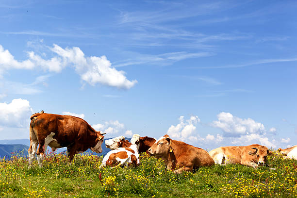 rebaño de bulls caer en un prado (alpes/austria) - cowboy blue meadow horizontal fotografías e imágenes de stock