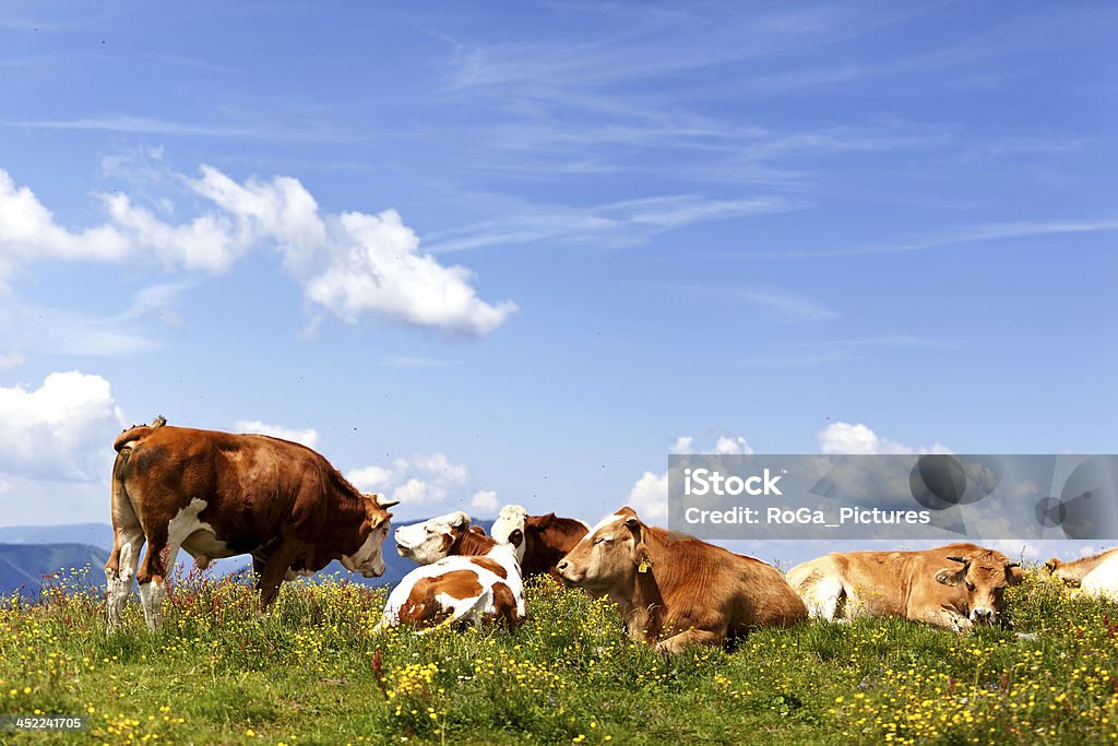 Stado bulls leżąc na łące (Alpy, Austria) - Zbiór zdjęć royalty-free (Bydło Simmental)