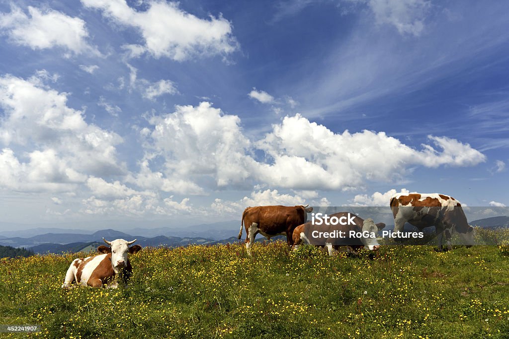 bulls descansando nos Alpes austríacos - Foto de stock de Adulto royalty-free