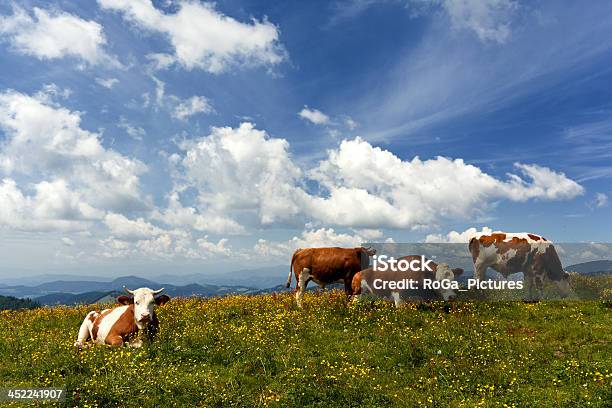 Foto de Bulls Descansando Nos Alpes Austríacos e mais fotos de stock de Adulto - Adulto, Alpes europeus, Animal