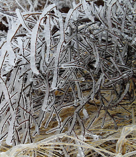 istock Ice Covered Coastal Grass after Winter Storm 452241931