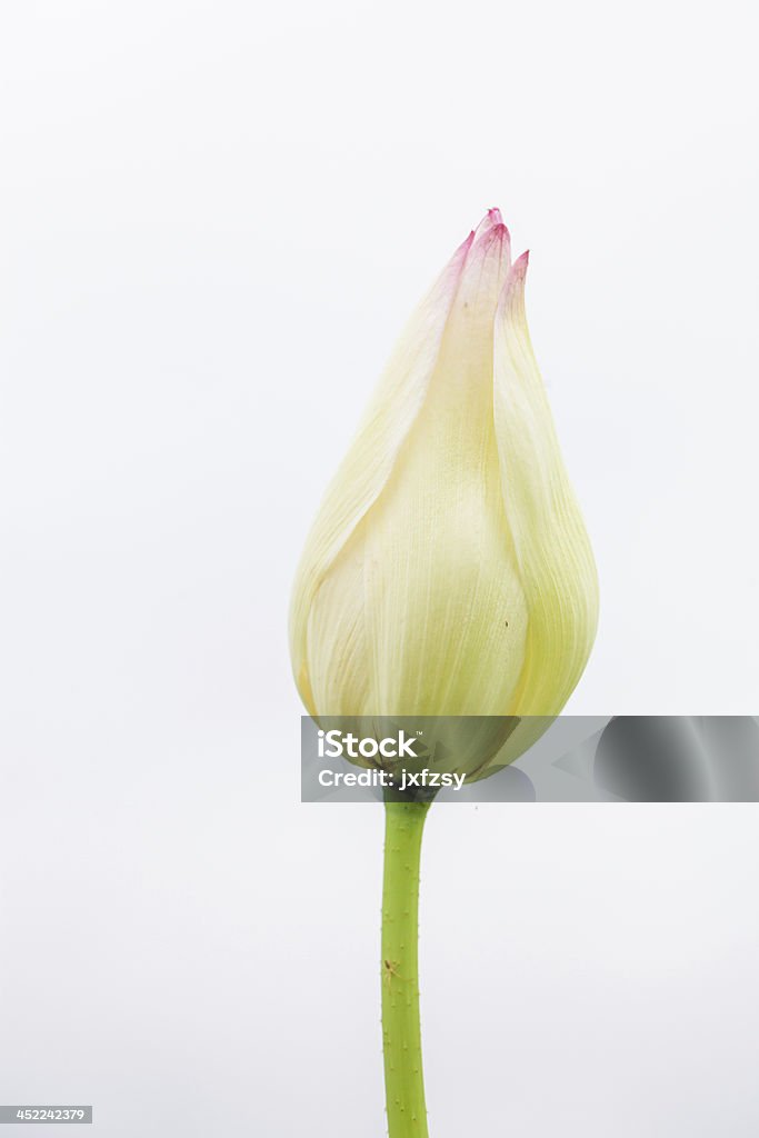 Flor de loto bud - Foto de stock de Agua libre de derechos