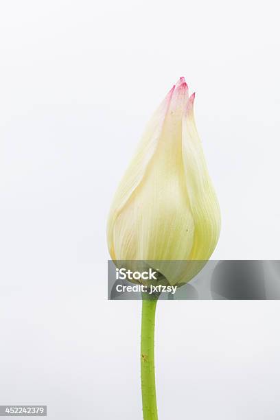 Flor De Loto Bud Foto de stock y más banco de imágenes de Agua - Agua, Asia, Belleza de la naturaleza